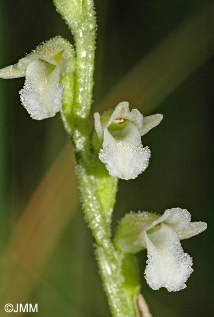 Spiranthes aestivalis