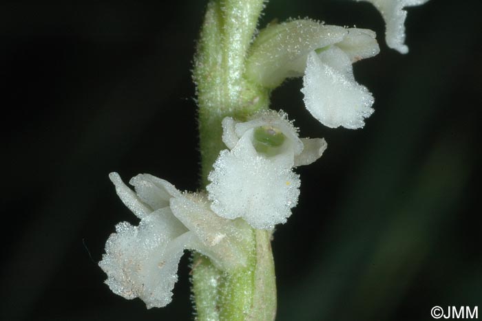 Spiranthes aestivalis