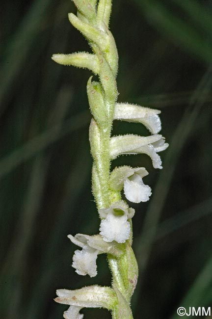 Spiranthes aestivalis