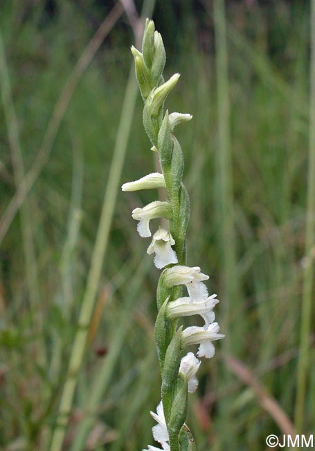 Spiranthes aestivalis