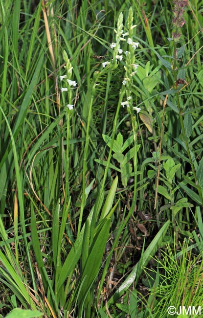 Spiranthes aestivalis