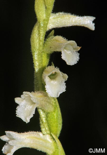 Spiranthes aestivalis