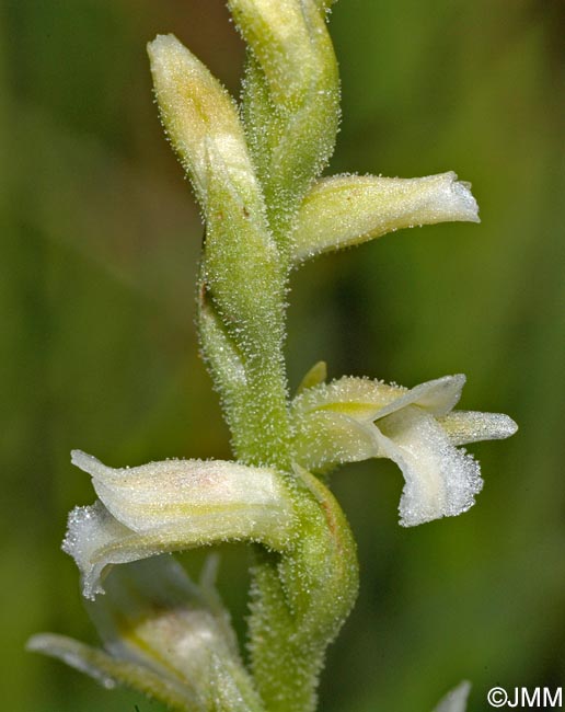 Spiranthes aestivalis