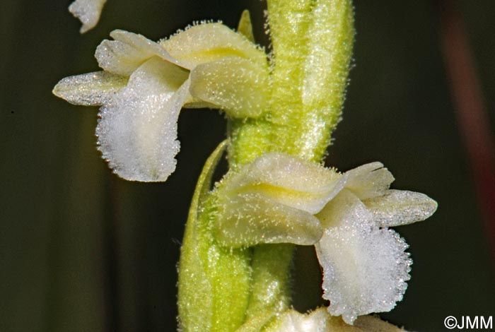 Spiranthes aestivalis