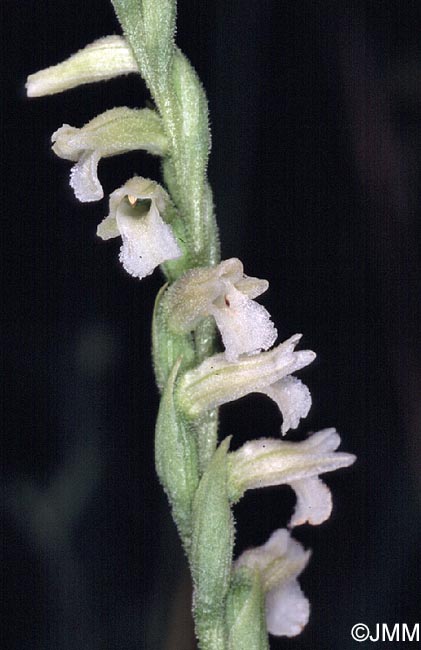 Spiranthes aestivalis