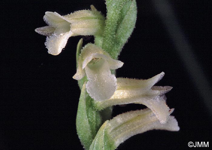 Spiranthes aestivalis