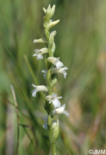 Spiranthes aestivalis