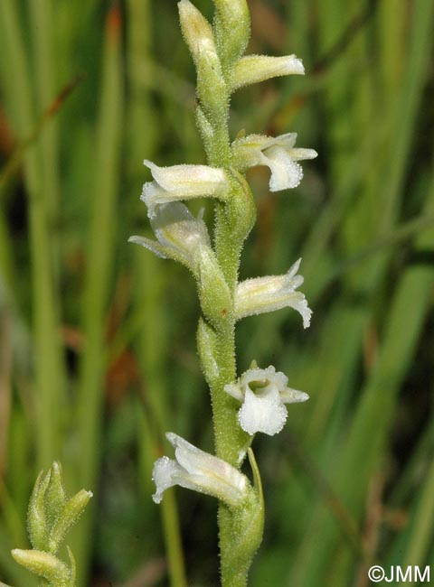 Spiranthes aestivalis