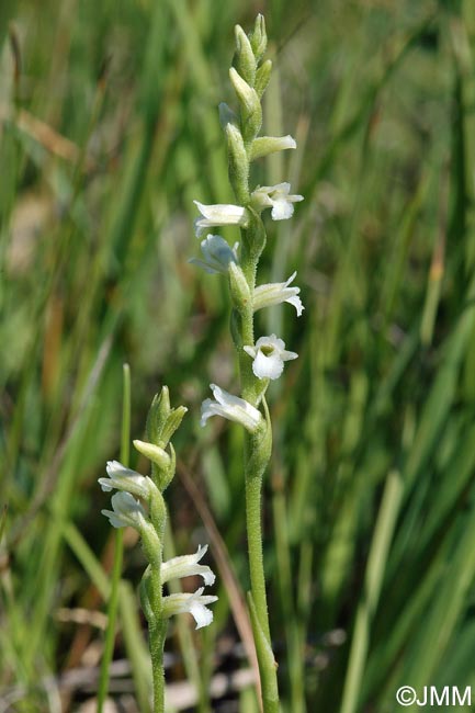 Spiranthes aestivalis