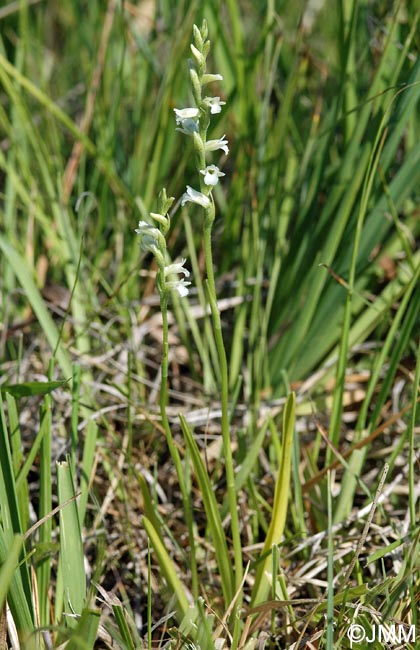 Spiranthes aestivalis