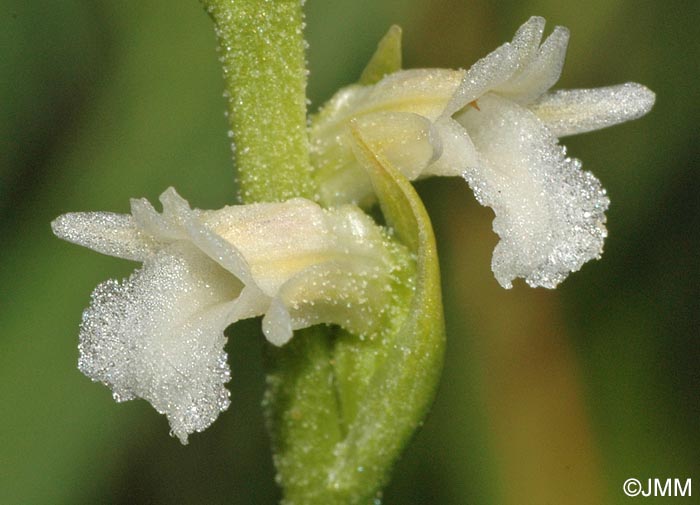 Spiranthes aestivalis