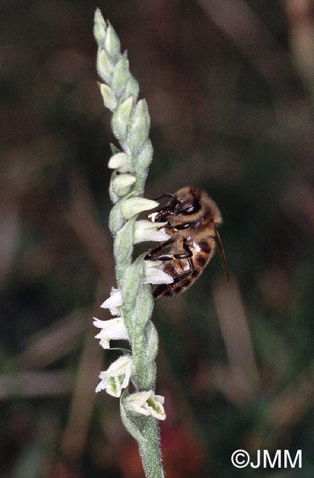 Spiranthes spiralis 