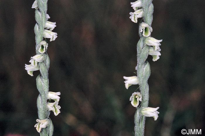 Spiranthes spiralis