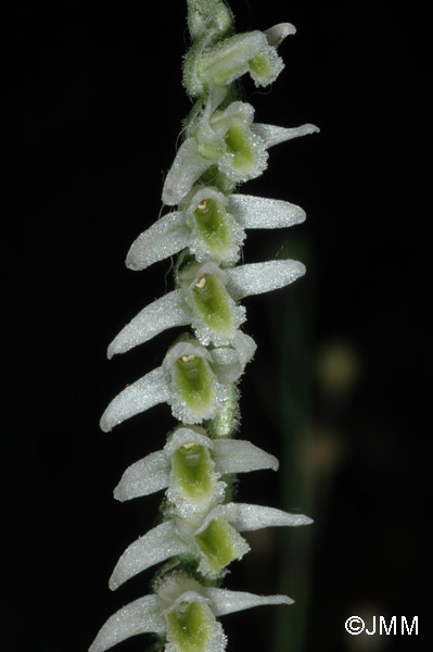 Spiranthes spiralis