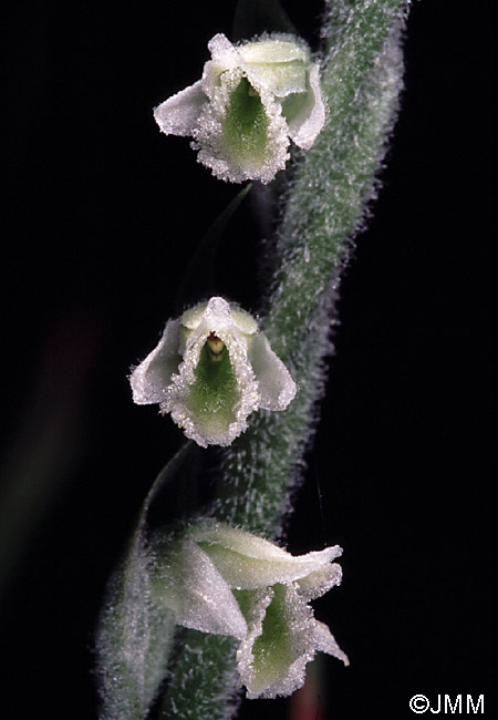 Spiranthes spiralis