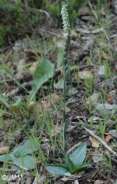 Spiranthes spiralis