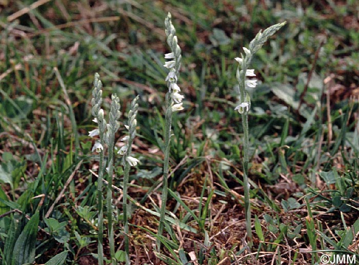 Spiranthes spiralis