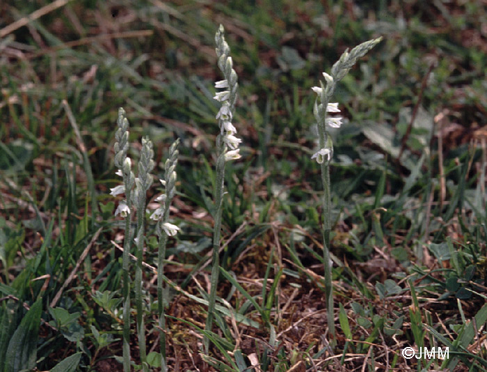 Spiranthes spiralis 