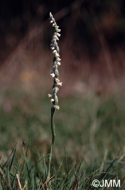 Spiranthes spiralis