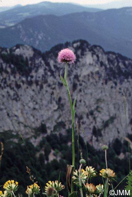 Traunsteinera globosa