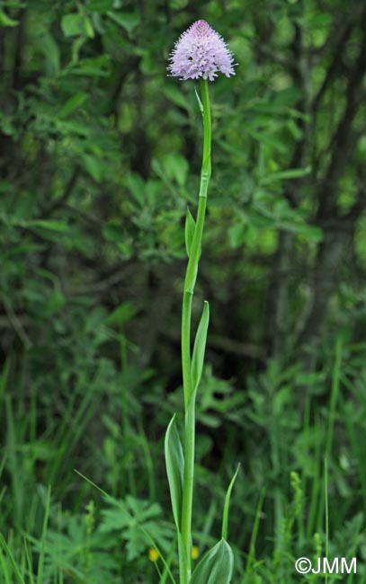 Traunsteinera globosa