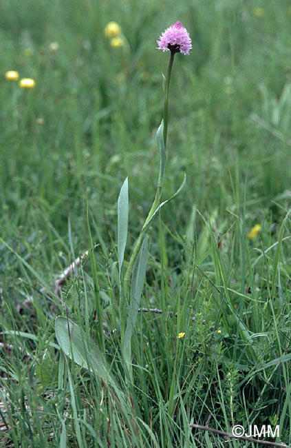 Traunsteinera globosa