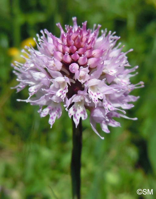 Traunsteinera globosa