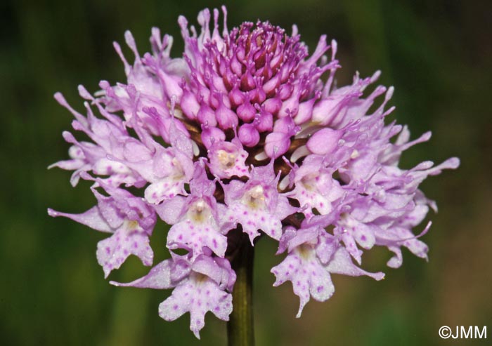 Traunsteinera globosa