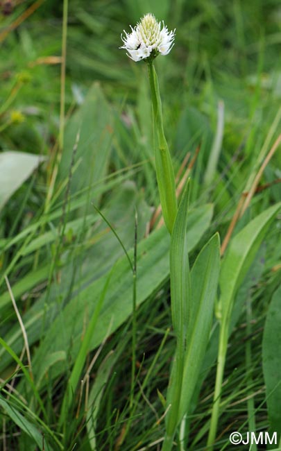 Traunsteinera globosa