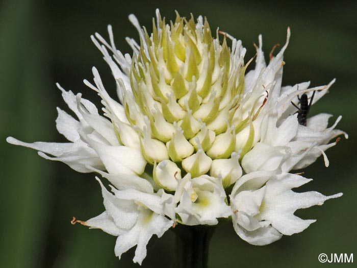 Traunsteinera globosa