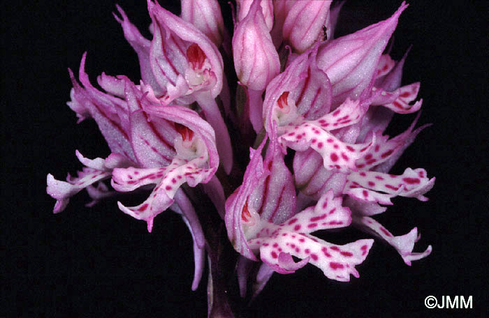 Orchis tridentata