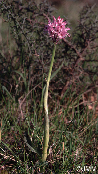 Orchis tridentata