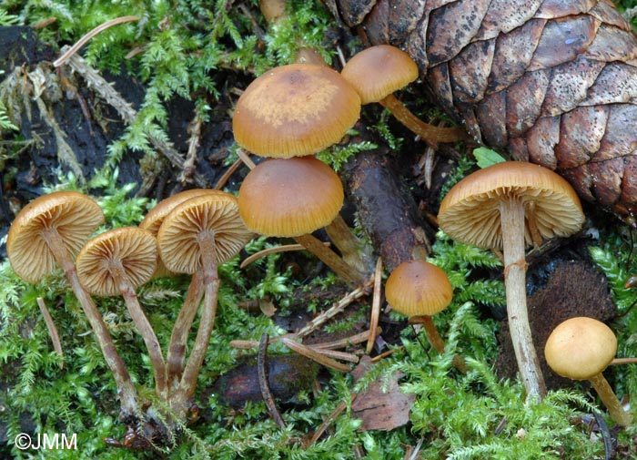 Galerina marginata