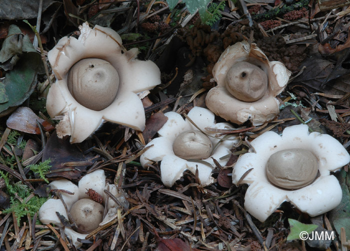 Geastrum fimbriatum