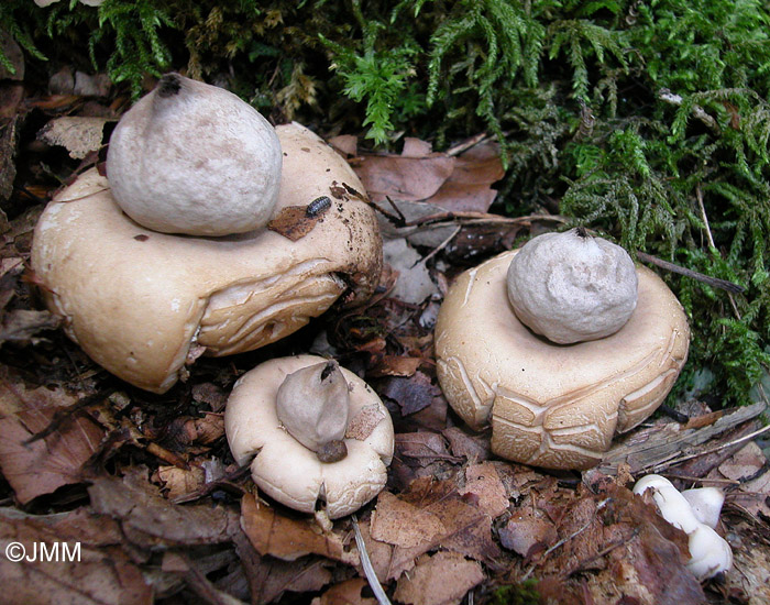 Geastrum fimbriatum