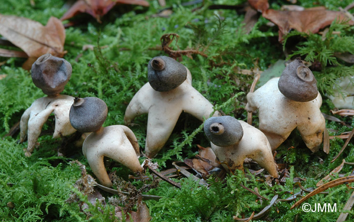 Geastrum quadrifidum