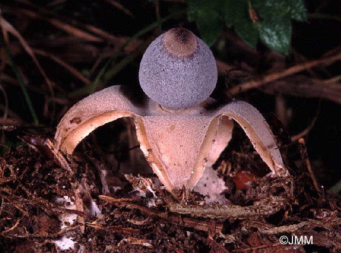 Geastrum quadrifidum