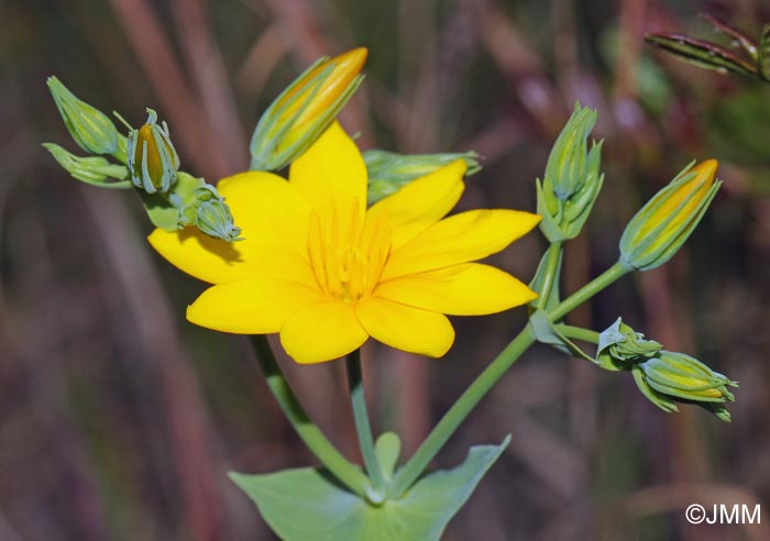 Blackstonia grandiflora