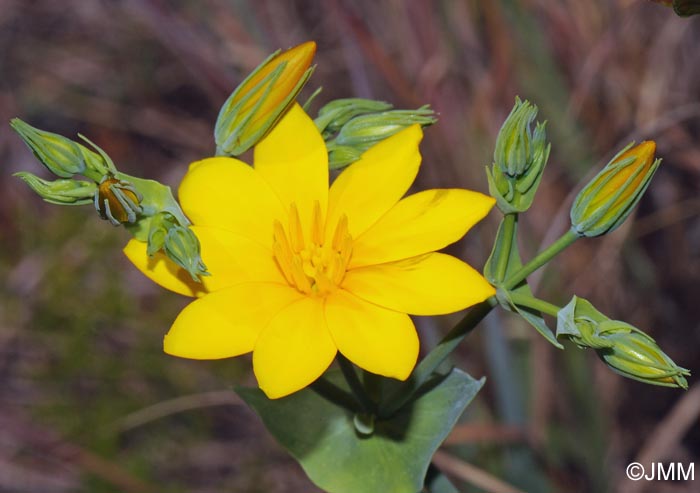 Blackstonia grandiflora