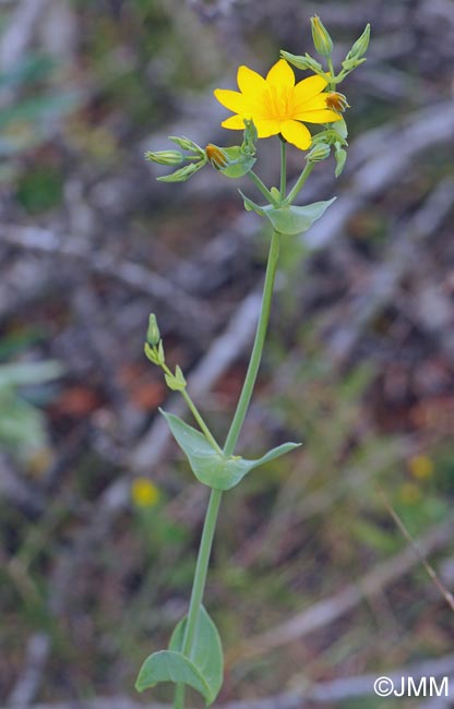 Blackstonia grandiflora