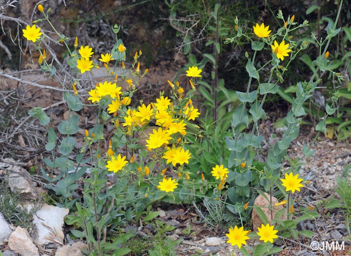 Blackstonia grandiflora