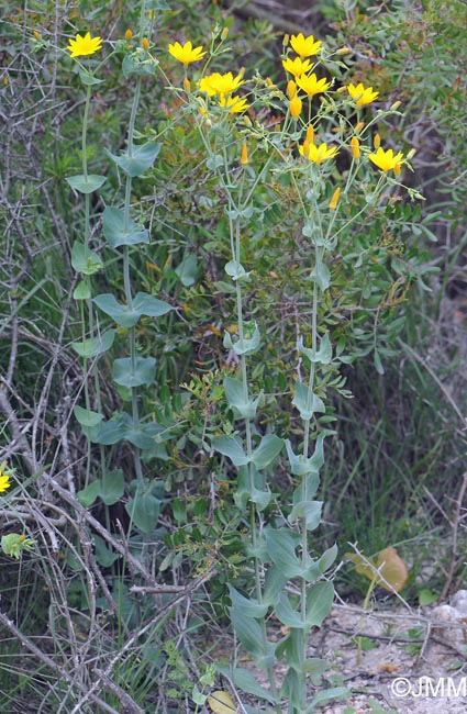 Blackstonia grandiflora