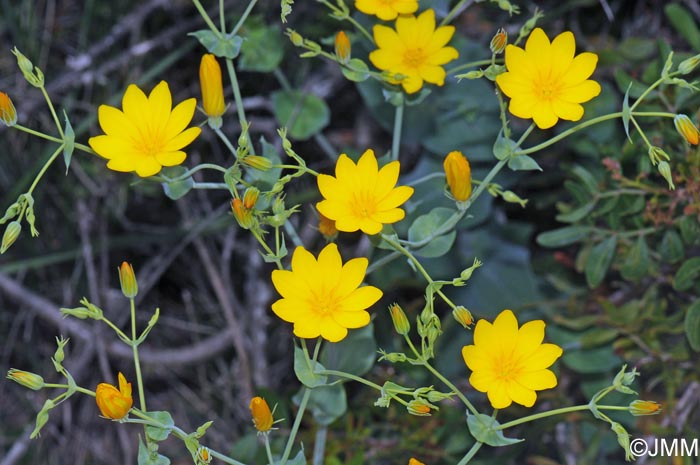 Blackstonia grandiflora