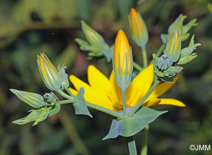 Blackstonia grandiflora