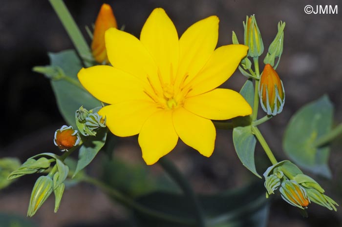 Blackstonia grandiflora