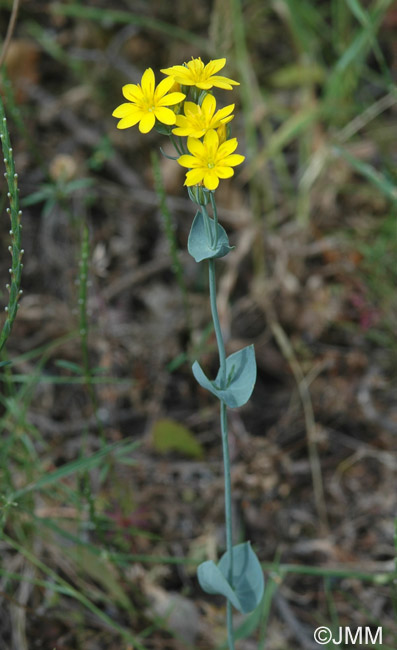 Blackstonia perfoliata