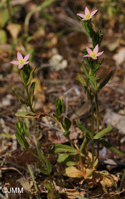 Centaurium bianoris