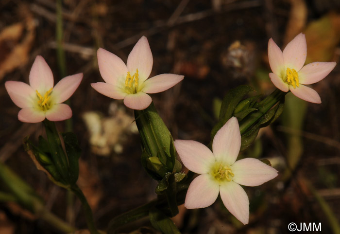 Centaurium bianoris