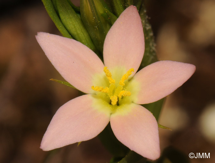 Centaurium bianoris