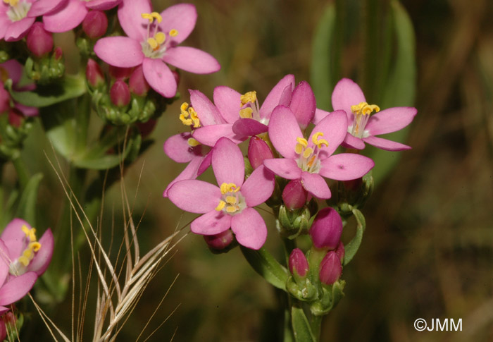 Centaurium erythraea